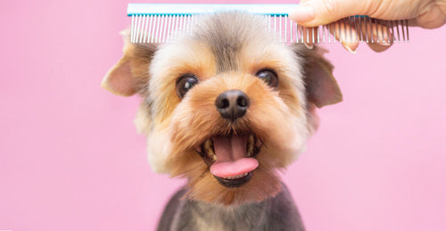 Dog Grooming Course Online Diploma