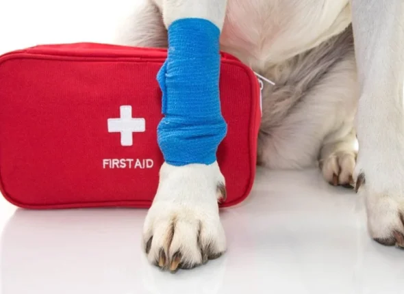 national-pet-first-aid-awareness-month-1-1280x720